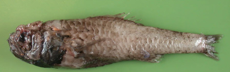 Melamphaes microps_02.jpg